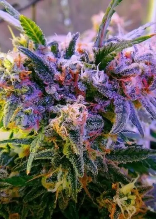 Sweet Zombie by Expert Seeds, Photoperiod cannabis strain