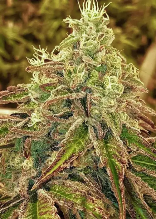 Sweets by Karma Genetics, Photoperiod cannabis strain