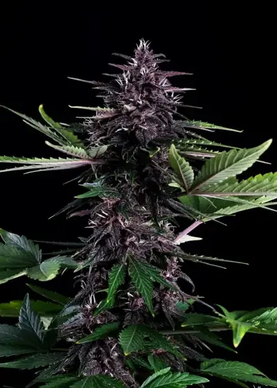 Swiss Dream Rose Auto CBD cannabis strain