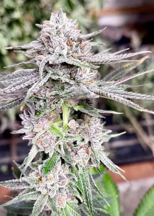Swooner by Cannarado Genetics, Photoperiod cannabis strain