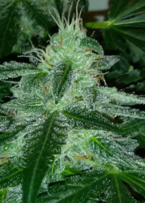 Syrup by Buddha Seeds, Autoflower cannabis strain