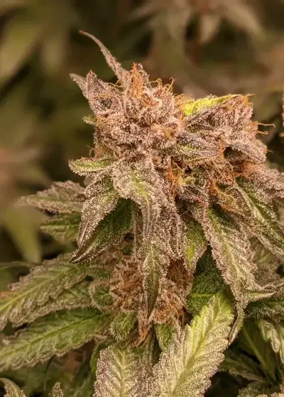 T-1000 by Humboldt CSI, Photoperiod cannabis strain