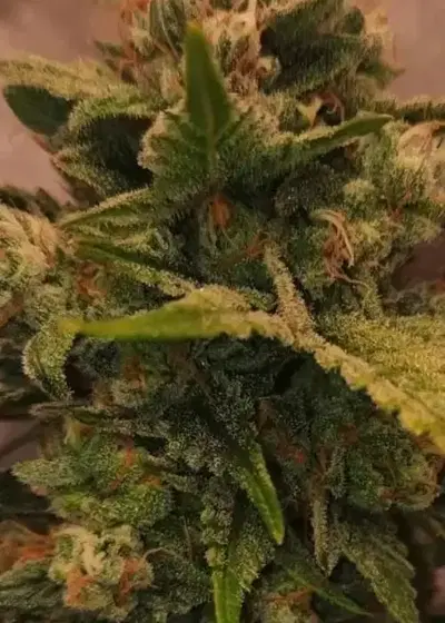 T.T.R. Taste the Rainbow Auto by Aeque Genetics, Autoflower cannabis strain