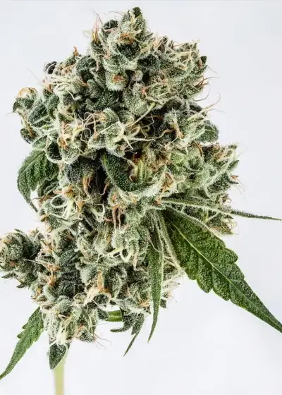 Tahoe Cure by Gage Green, Photoperiod cannabis strain