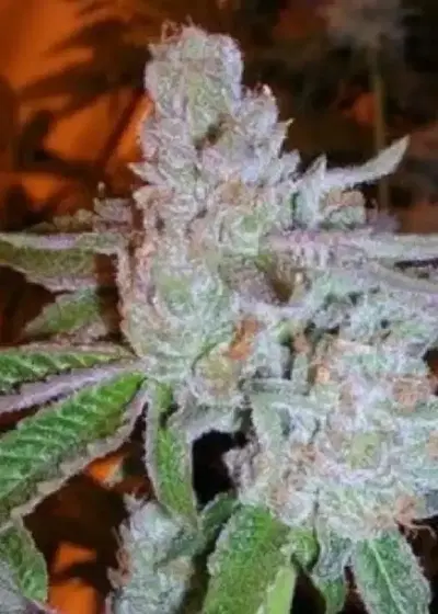 Tahoe OG Kush by The Cali Connection, Photoperiod cannabis strain