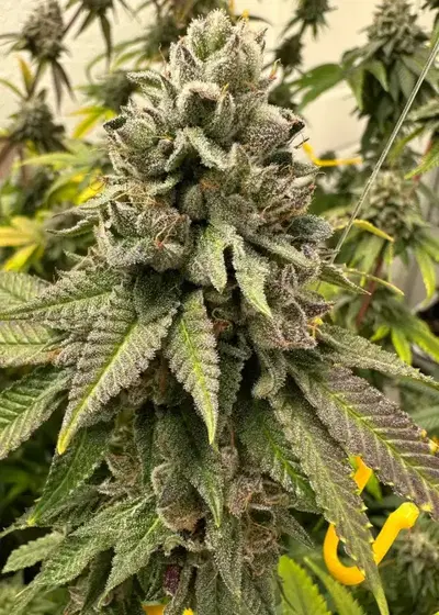 Tahoe OG x NL#5 by Authentic Genetics, Photoperiod cannabis strain