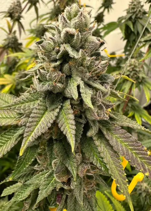 Tahoe OG x NL#5 by Authentic Genetics, Photoperiod cannabis strain
