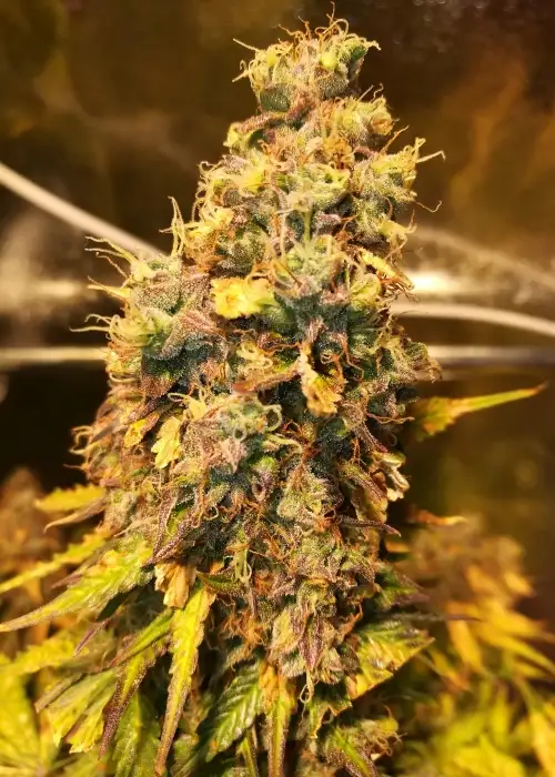 Taison Auto by VIP Seeds, Autoflower cannabis strain