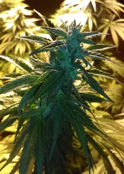 Tajikistani Hash Plant by New420Guy Seeds, Photoperiod cannabis strain