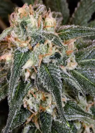 Talent Scout by BC Bud Depot, Photoperiod cannabis strain