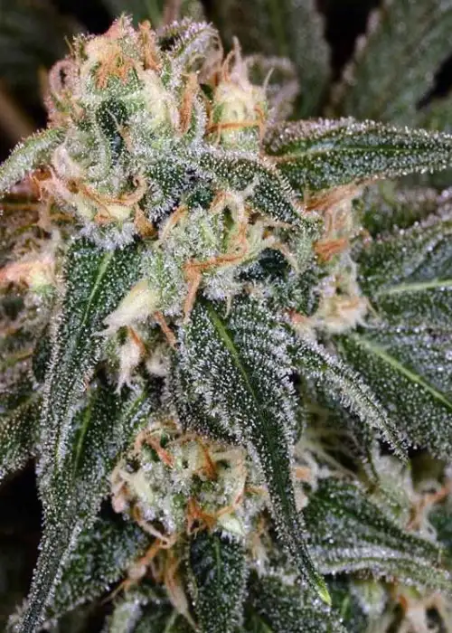 Talent Scout by BC Bud Depot, Photoperiod cannabis strain