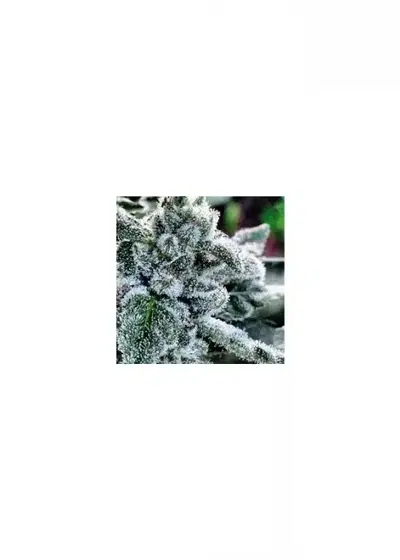 Talisman by Gage Green, Photoperiod cannabis strain