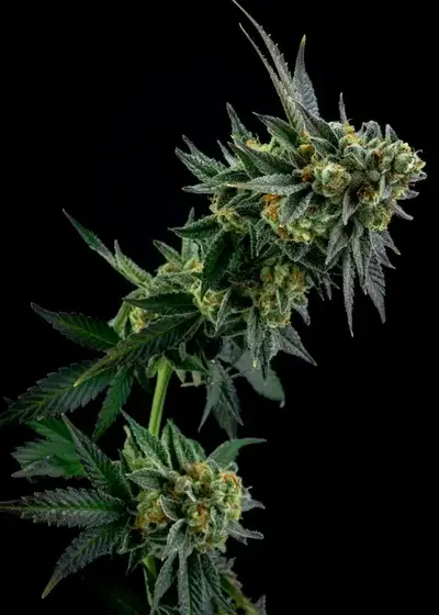 Tangerine Cookies by Elev8 Seeds, Photoperiod cannabis strain