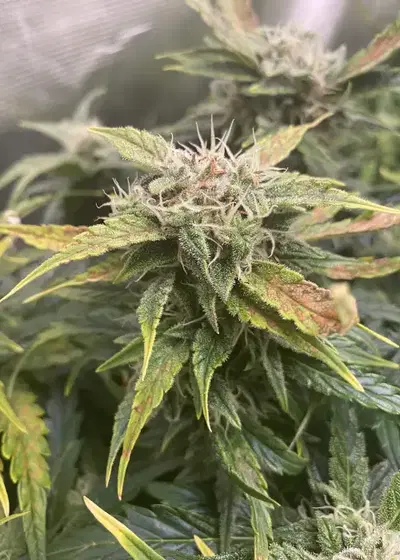 Tangerine Diesel by Wicked Pissah Seeds, Autoflower cannabis strain