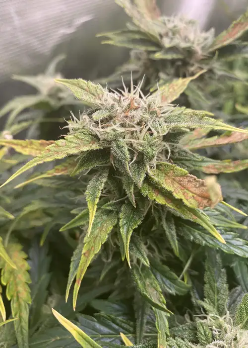 Tangerine Diesel by Wicked Pissah Seeds, Autoflower cannabis strain