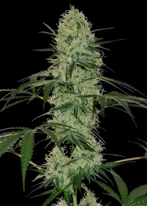 Tangerine Dream Auto by Ganja Farmer, Autoflower cannabis strain