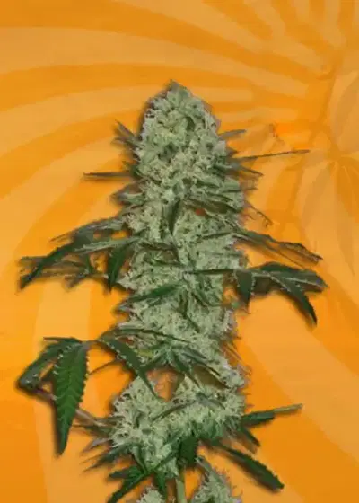 Tangerine Dream Autoflower cannabis strain