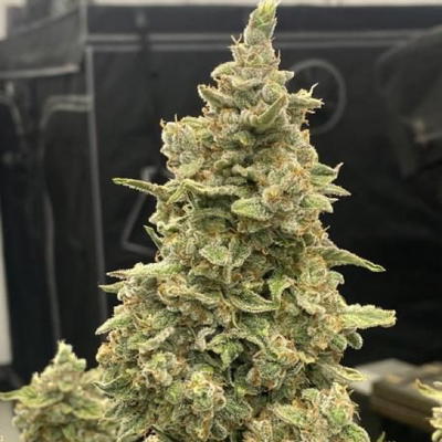 Tangerine Funk by Brothers In Farms, Autoflower cannabis strain