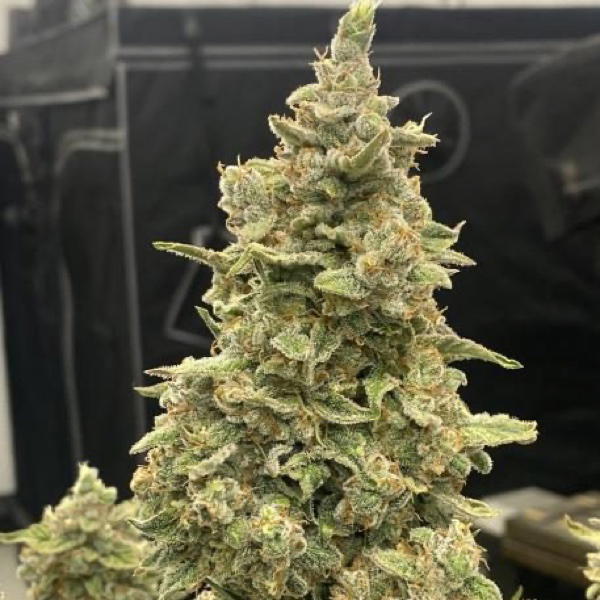 Tangerine Funk by Brothers In Farms, Autoflower cannabis strain