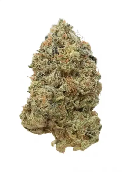 Tangerine G13 by Amsterdam Genetics, Photoperiod cannabis strain