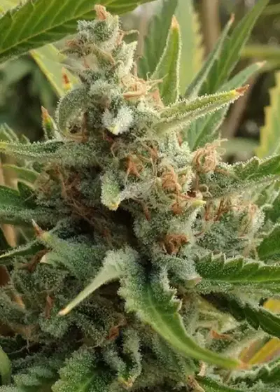 Tangerine Kush by Exotic Seed, Photoperiod cannabis strain