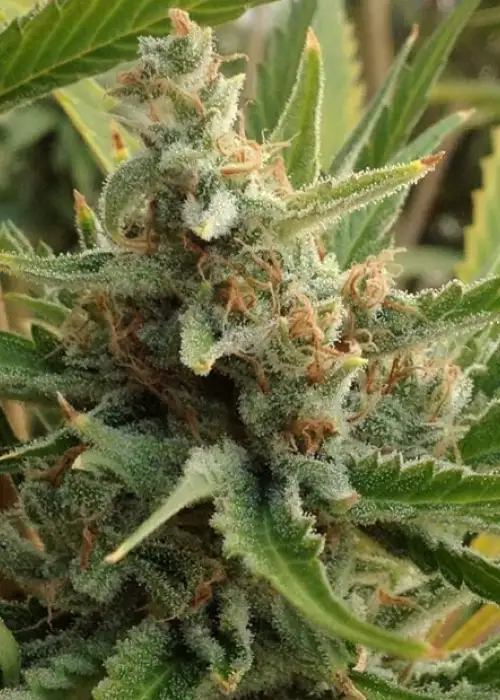 Tangerine Kush by Exotic Seed, Photoperiod cannabis strain