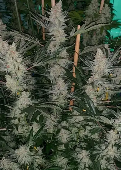 Tangerine SinMint by SinCity Seeds, Photoperiod cannabis strain
