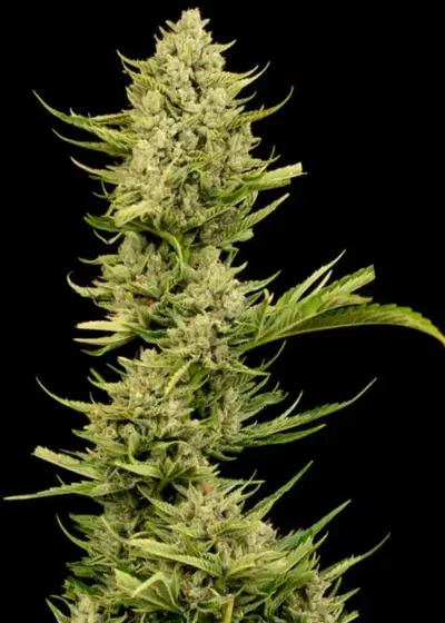 Tangerine Snow F1 Fast by Seedsman, Photoperiod cannabis strain
