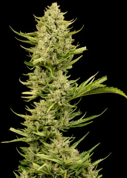 Tangerine Snow F1 Fast by Seedsman, Photoperiod cannabis strain