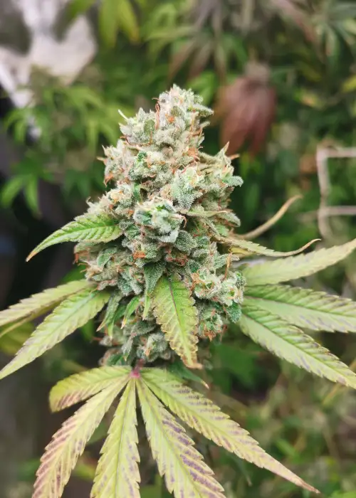 Tangerine Spritz by Gecko Seeds, Photoperiod cannabis strain