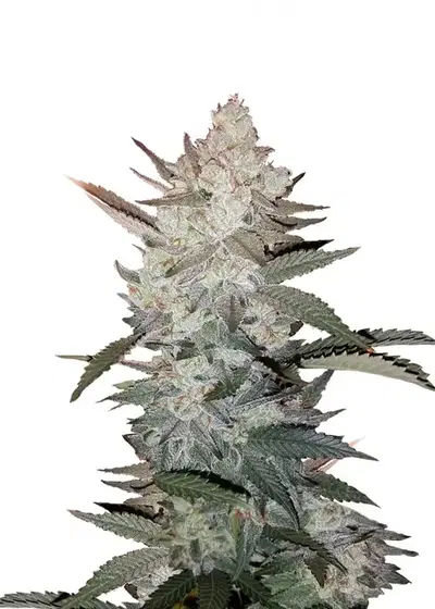 Tangerine cannabis strain