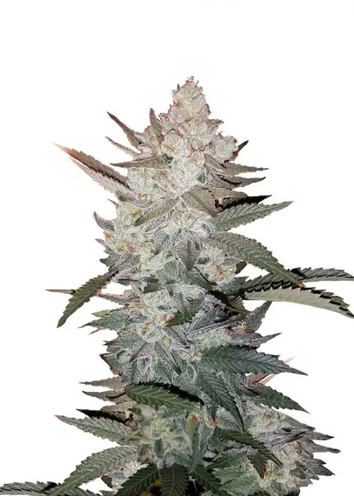 Tangerine by Blk.seeds, Photoperiod cannabis strain