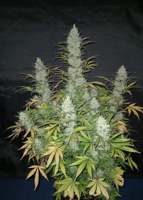 Tangie auto by Blimburn Seeds, Autoflower cannabis strain