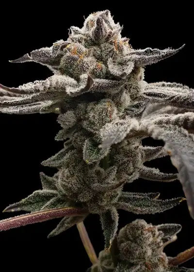 Tangie Candie by Elev8 Seeds, Photoperiod cannabis strain