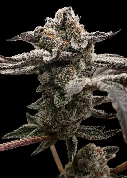 Tangie Candie by Elev8 Seeds, Photoperiod cannabis strain