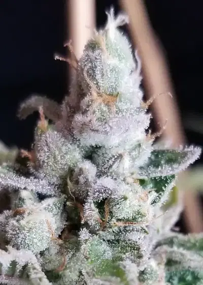 Tangie Cookies by BC Bud Depot, Photoperiod cannabis strain