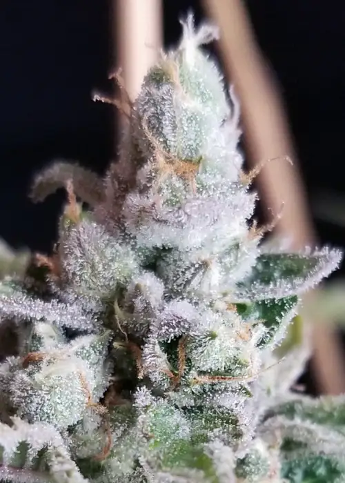 Tangie Cookies by BC Bud Depot, Photoperiod cannabis strain