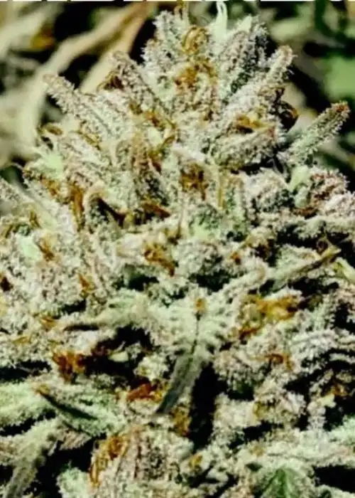 Tangie Dream by Copenhagen Seed Company, Photoperiod cannabis strain