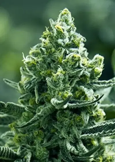 Tangie Goji by Moxie 710, Photoperiod cannabis strain