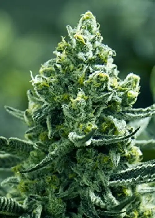 Tangie Goji by Moxie 710, Photoperiod cannabis strain