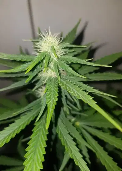 Tangie by Super Siberia, Photoperiod cannabis strain