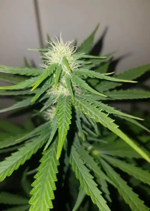 Tangie by Super Siberia, Photoperiod cannabis strain