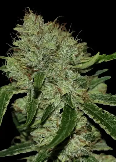 Tangilope by DNA Genetics, Photoperiod cannabis strain
