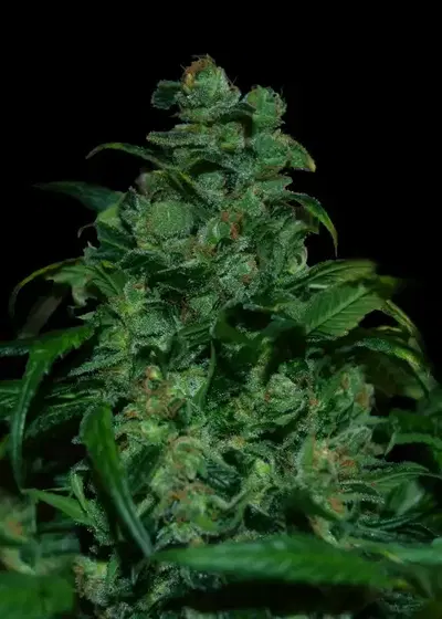 Tank by VIP Seeds, Photoperiod cannabis strain