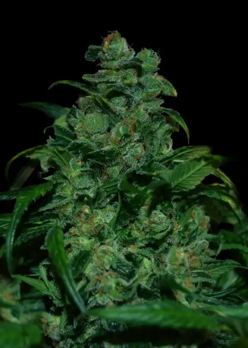 Tank by VIP Seeds, Photoperiod cannabis strain