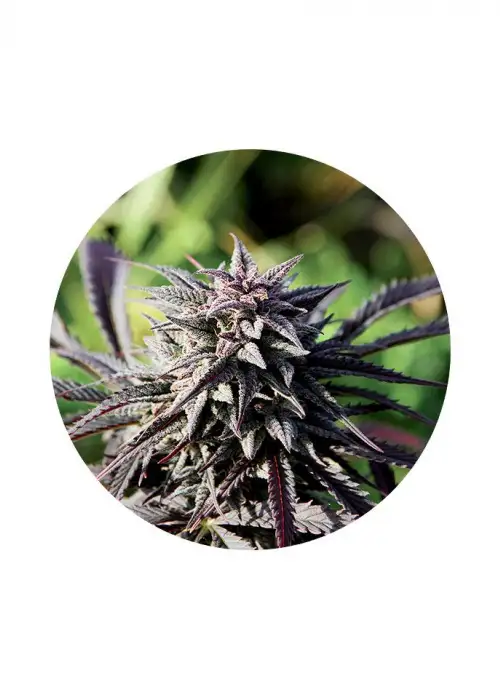 Tao Purple by Top Tao Seeds, Photoperiod cannabis strain