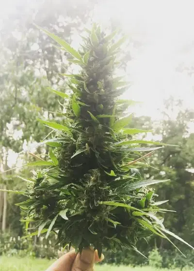 Taomatic by Top Tao Seeds, Autoflower cannabis strain