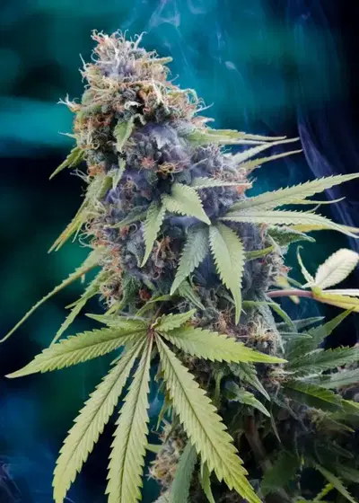 Tardis by Homegrown Natural Wonders, Photoperiod cannabis strain