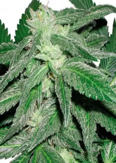 Tashkenti by Cannabiogen Seeds, Photoperiod cannabis strain