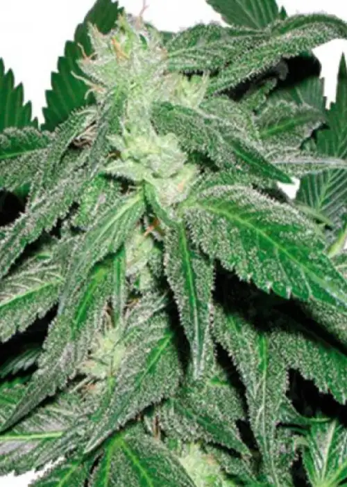 Tashkenti by Cannabiogen Seeds, Photoperiod cannabis strain